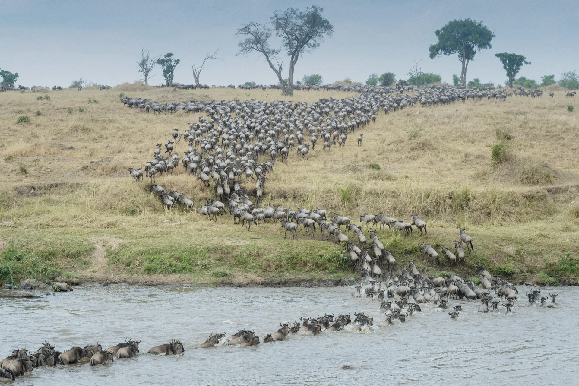 Serengeti, The endless plains where the Great Migration writes its oldest story.