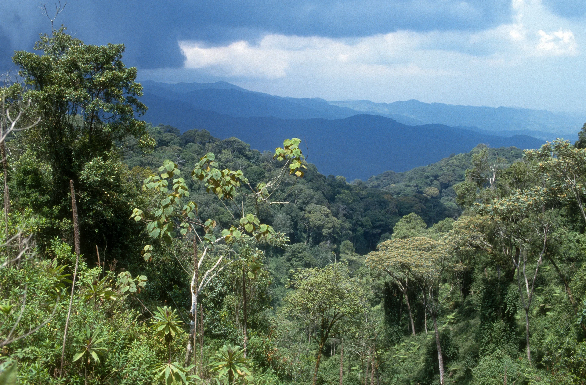 Nyungwe Forest, Rwanda