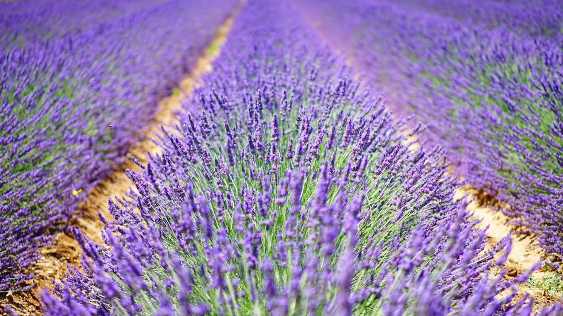 France, Where lavender fields stretch to horizons and every village has its own wine.