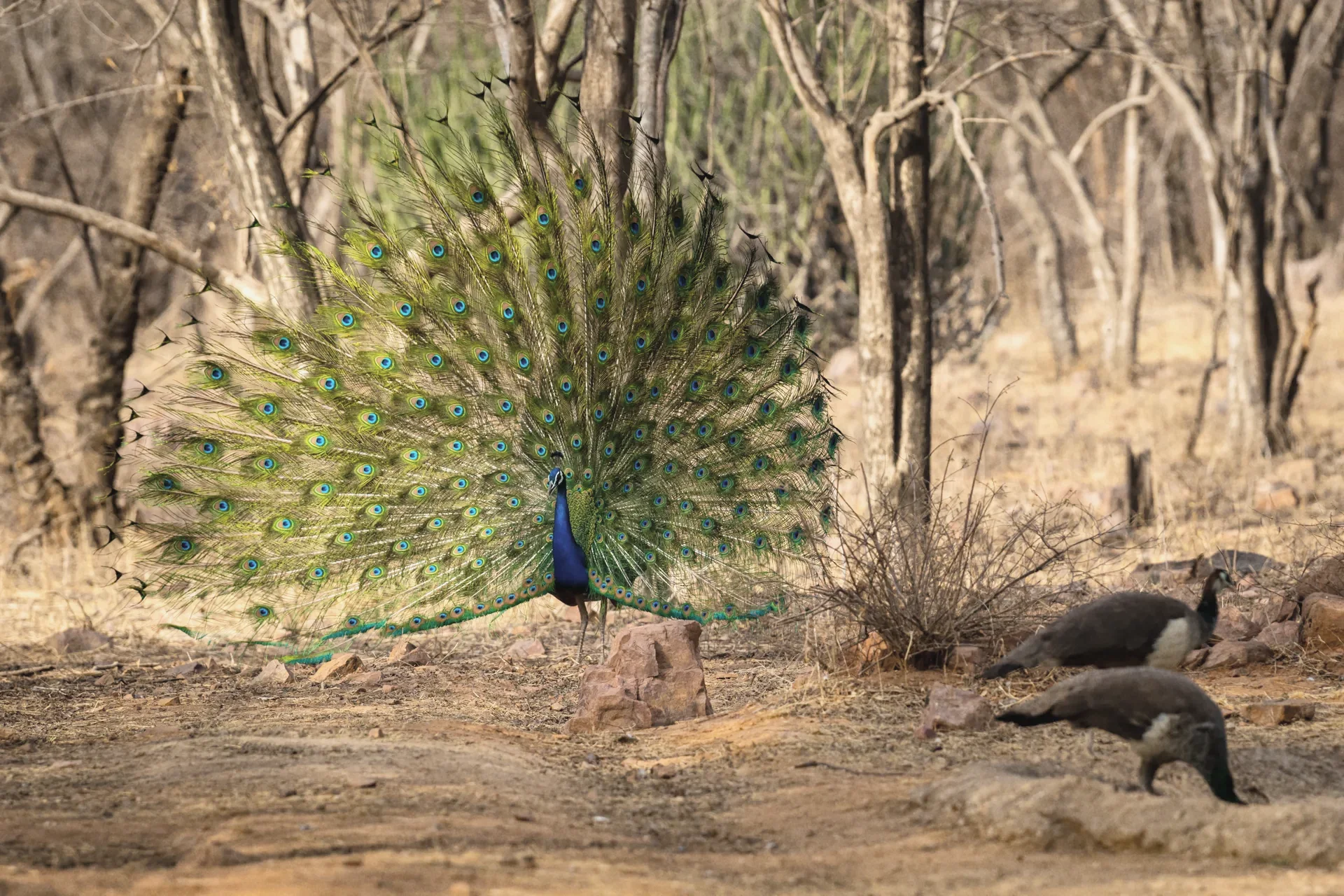 Jaipur to Ranthambore