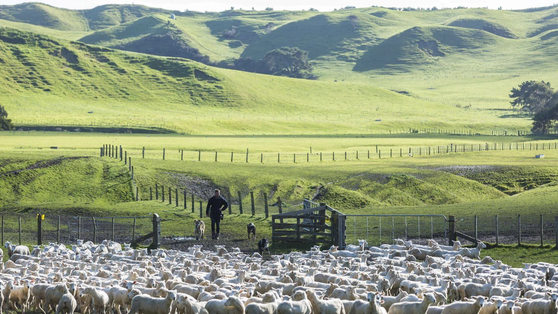 Cape Kidnappers Lodge farmland at golden hour with clifftop gannet colony beyond