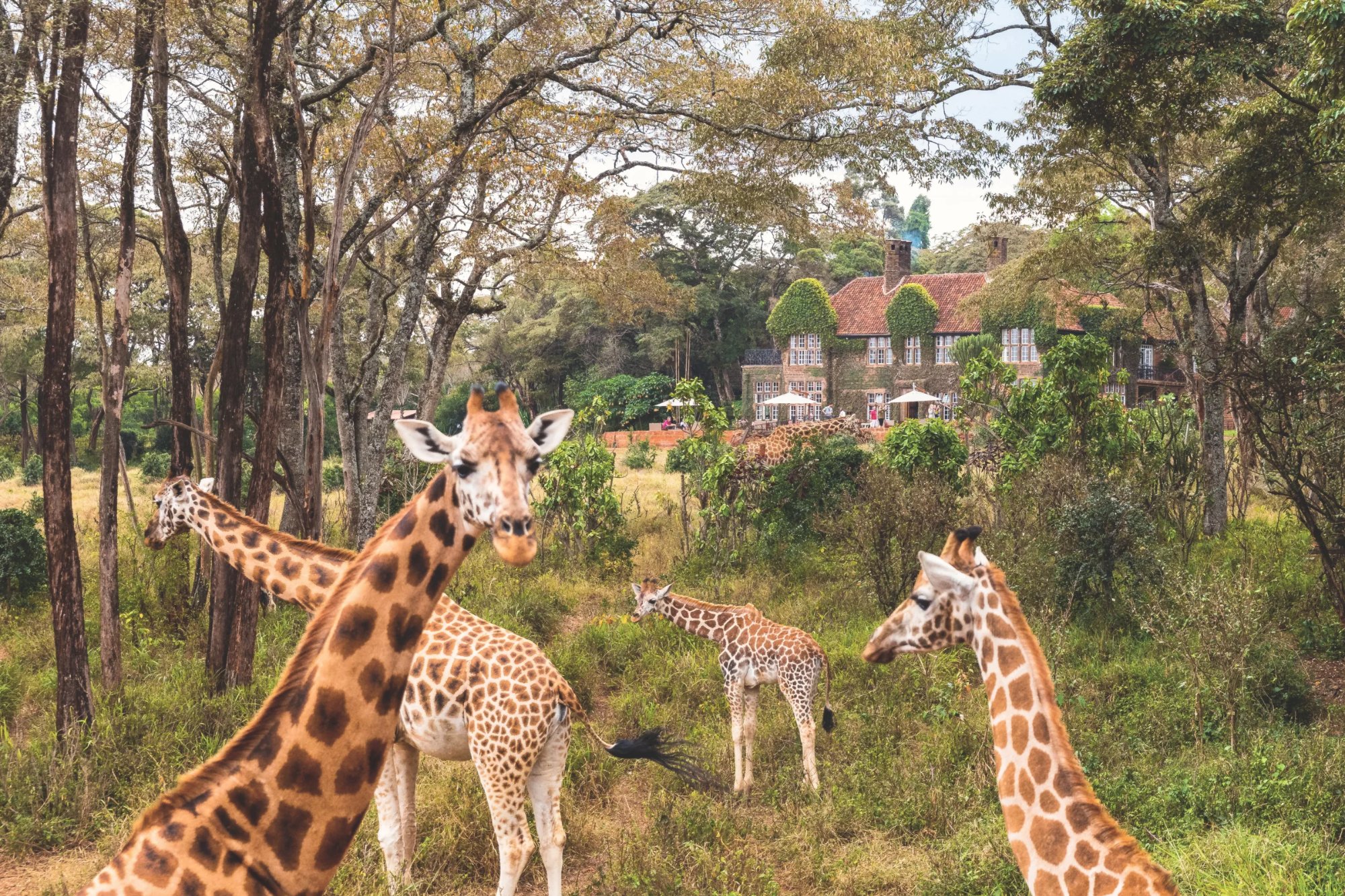 Ngorongoro Crater