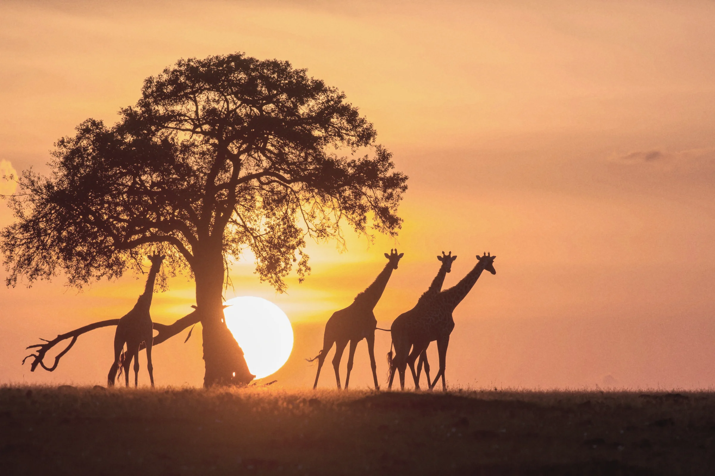 Fly to Masai Mara