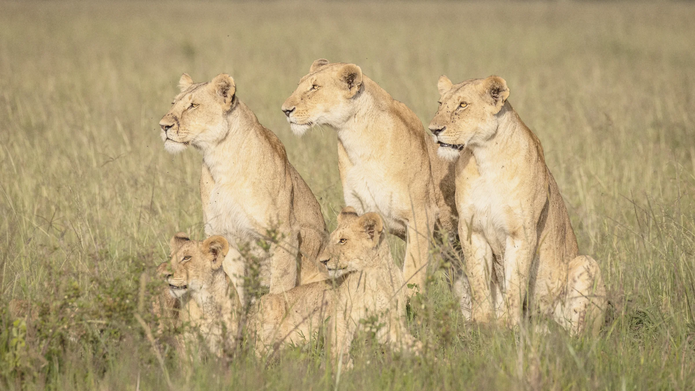 Mara Game Drives