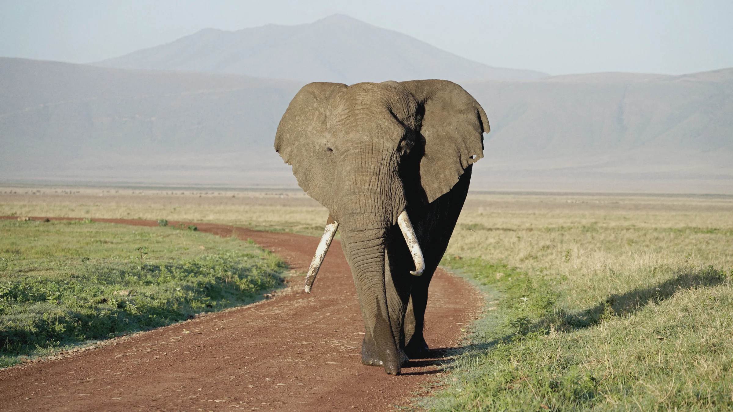 Serengeti: Following the Herds