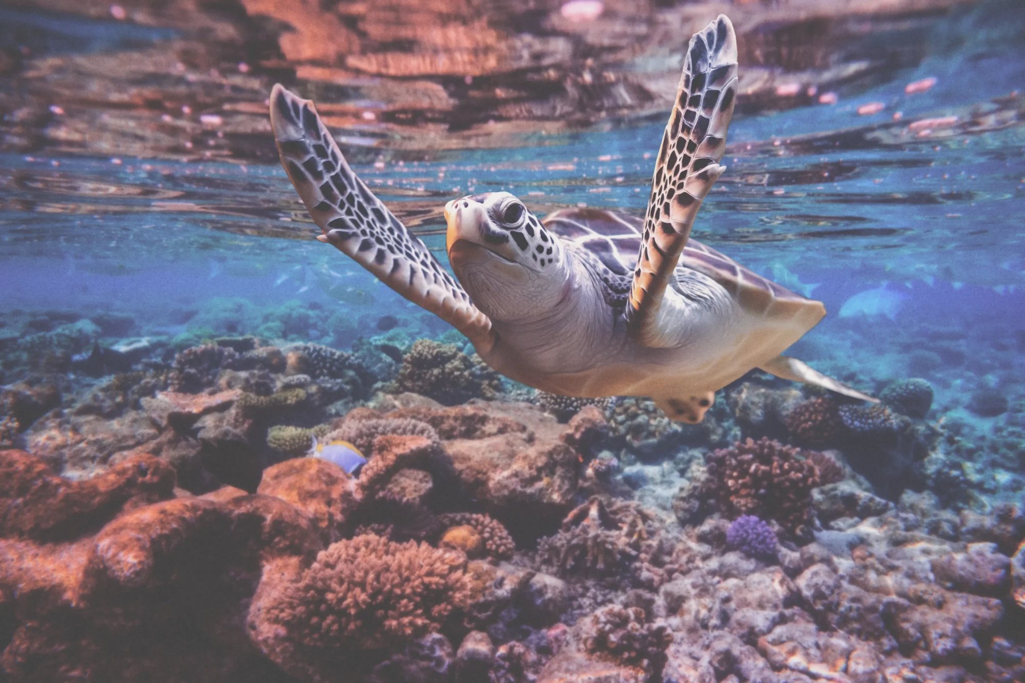 Underwater Wonder
